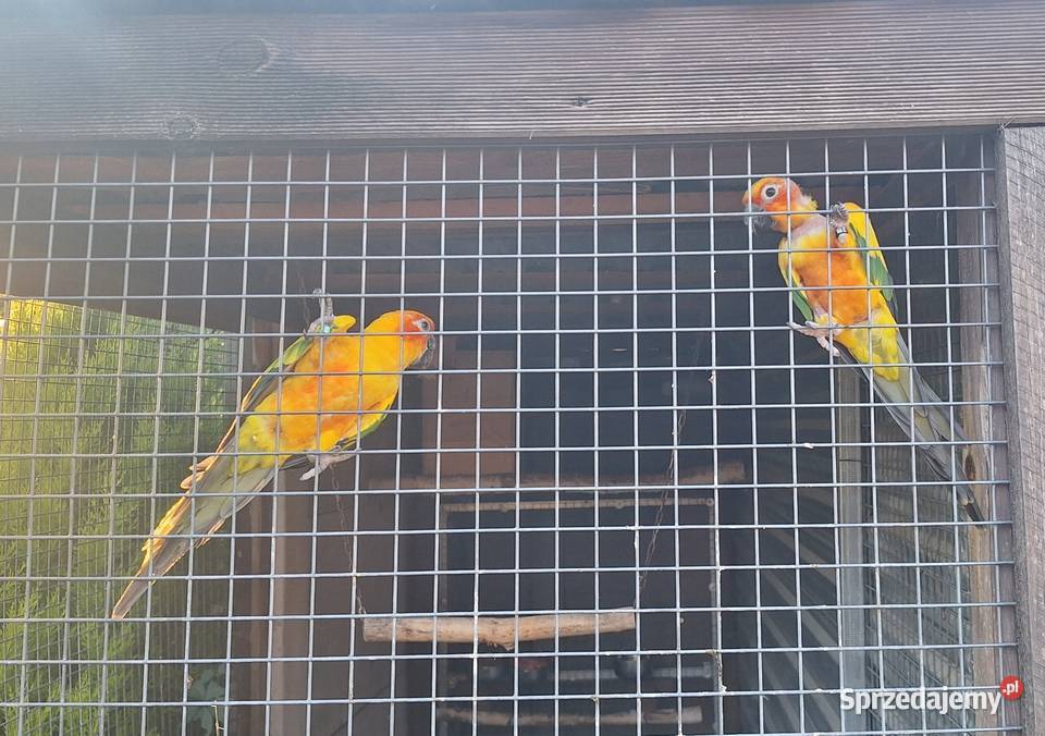 Legowa para konur słonecznych Kamionki sprzedam