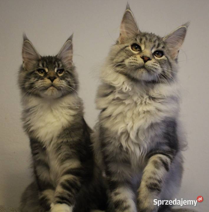 Siostrzyczki maine coon Maine Coon dolnośląskie Brzezia Łąka