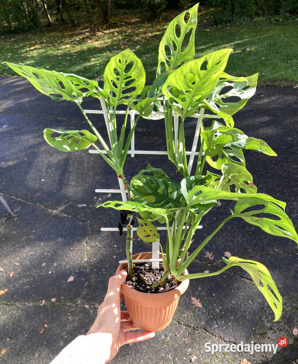 Bujna i zadbana Monstera adansonii Krk Kraków sprzedam