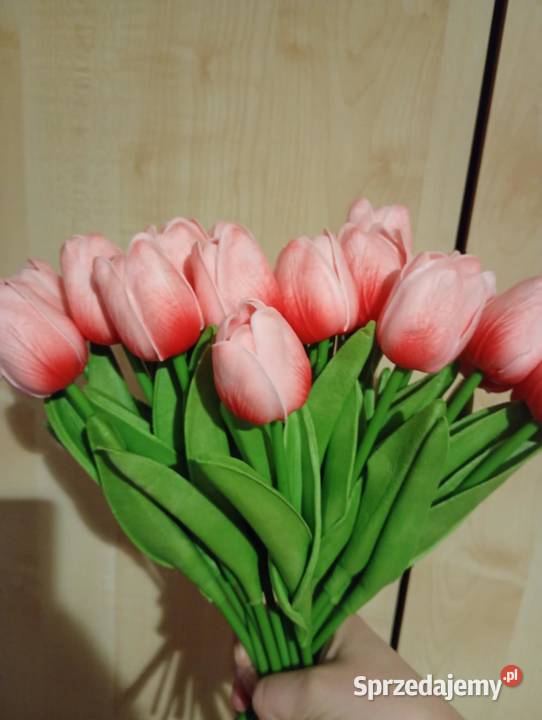 Tulipany mazowieckie Radom