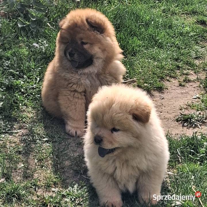 Chow chow szczeniaki z rodowodem Nowe Miasto Lubawskie