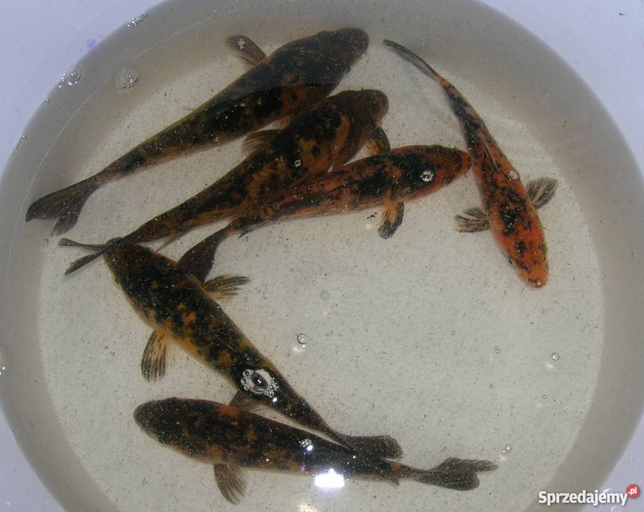 Sprzedam karpiekoi DOITSU YORIGOI łódzkie Łowicz