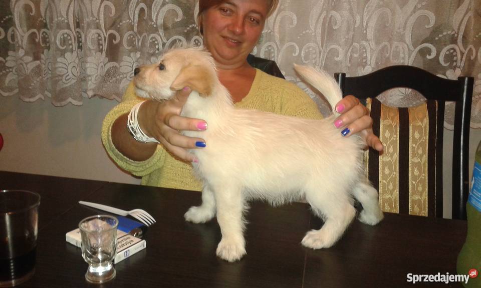 Mieszaniec yorka z Jack russell terrier Psy mazowieckie Warszawa