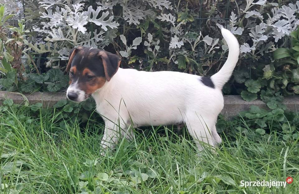 Jack Russell Terrier Wschowa sprzedam