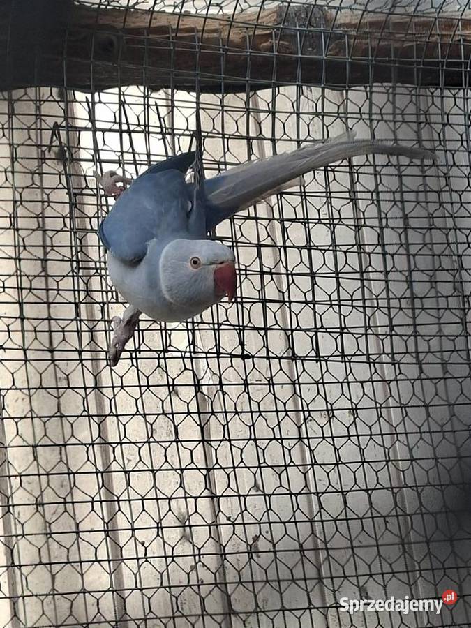 Papugi aleksandretty Rzeszotary