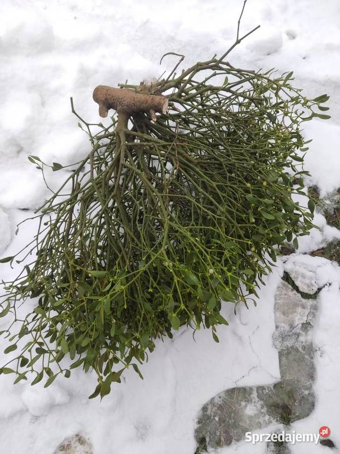 Choinki plecionezwykle naturalne jemioła stroiki Brody