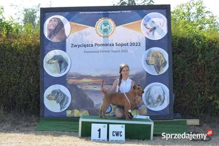 Terier irlandzki Klonowo Dolne