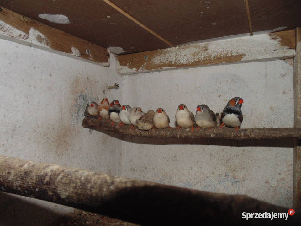 łekówki turkusowe zeberki gołąbki diamentowe sprzedam