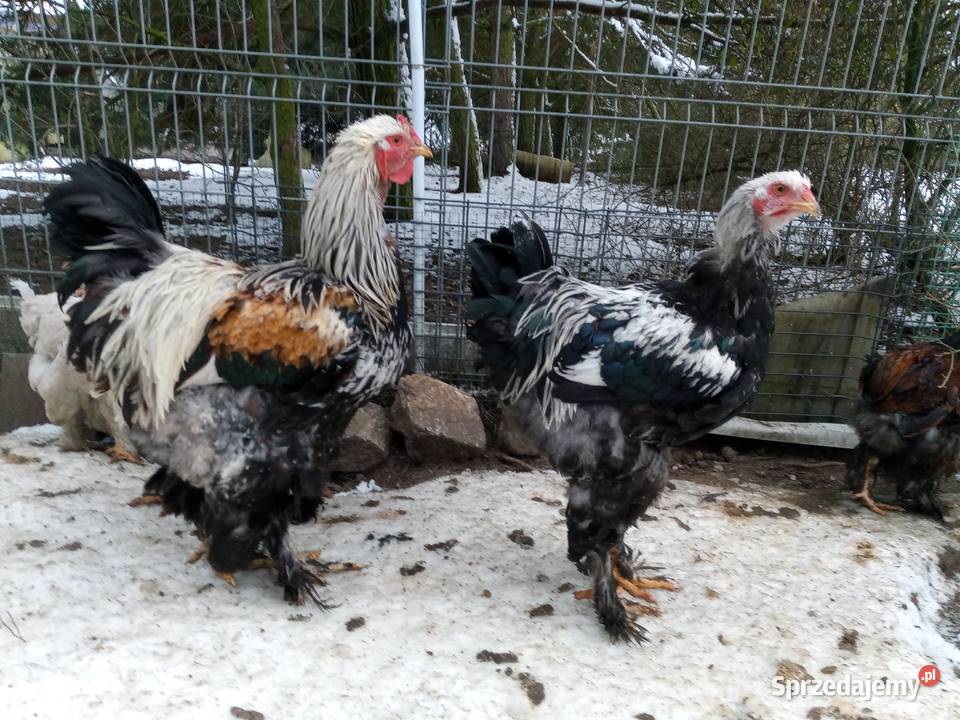 Koguciki Brachma olbrzymie przepiękne sprzedam Mława