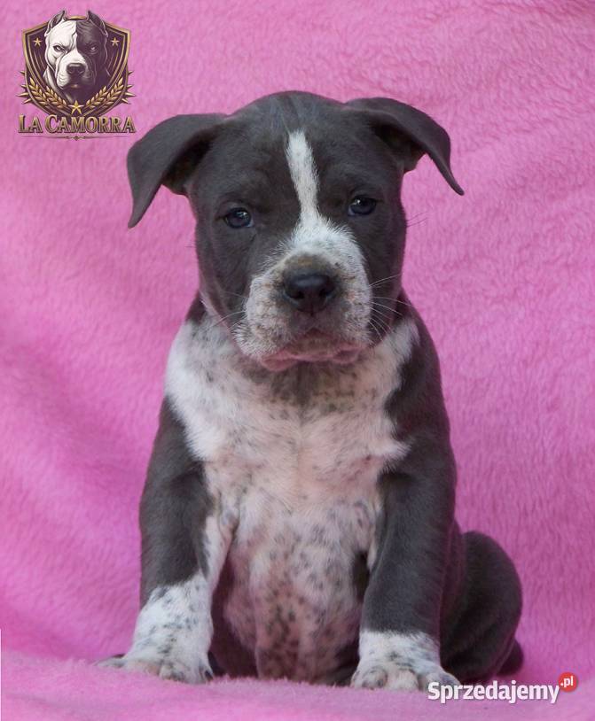 American Staffordshire Terrier