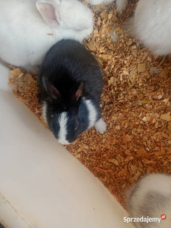 Mini króliczki karzełki i inne Wrzesiny sprzedam