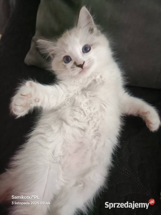 Kocurek 100 Ragdoll FPL