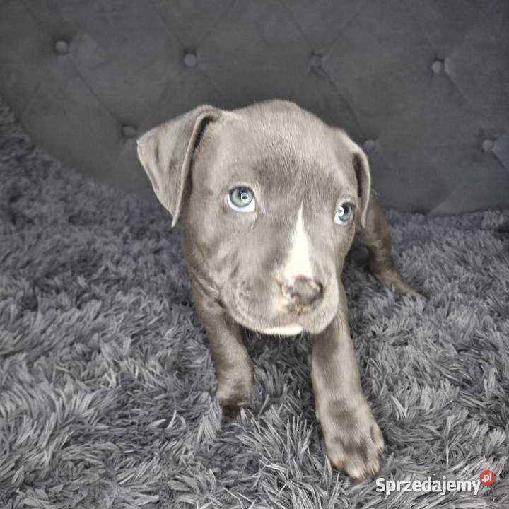 Amstaff szczeniak blue wyprawka metryka czip Grabów