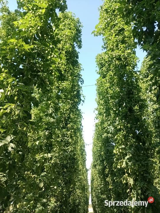Chmiel Hops Hopfen MAGNUM