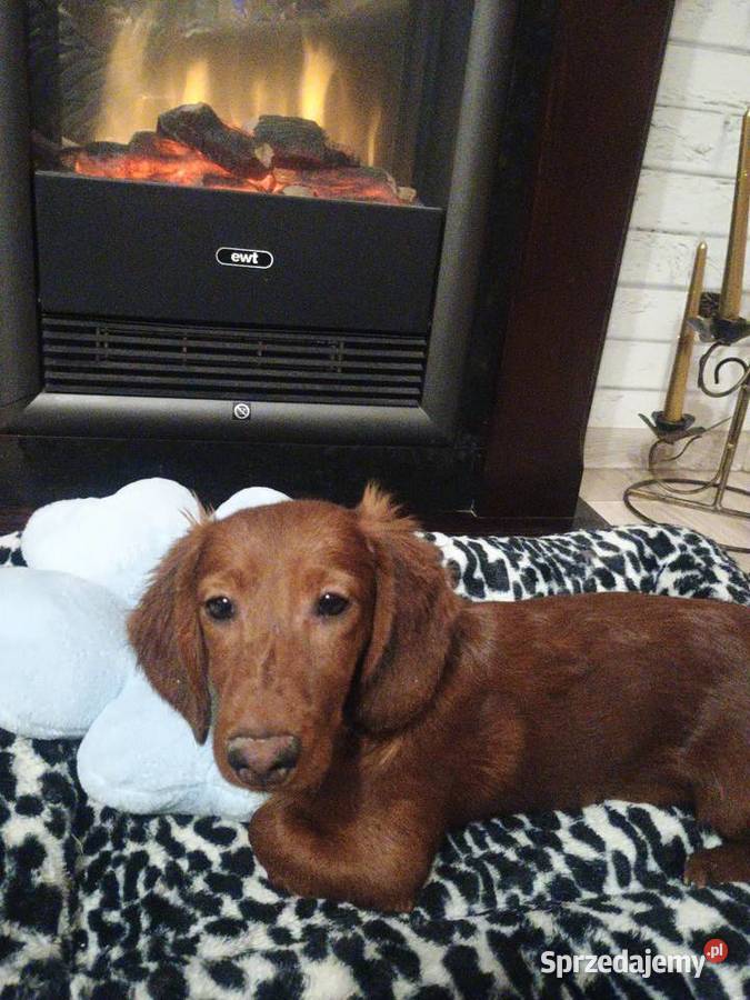 Jamnik długowłosy miniaturowy piesek Jamnik Radziejów