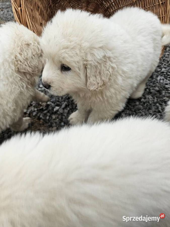 Polski Owczarek Podhalanski szczeniaki Majdan Królewski