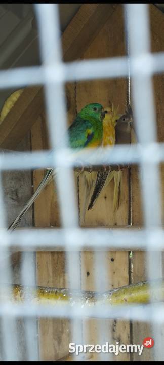 Młoda para świergotek podkarpackie sprzedam podkarpackie Gniewczyna Łańcucka