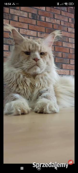 Jasmine kotka Maine Coon Szembruk