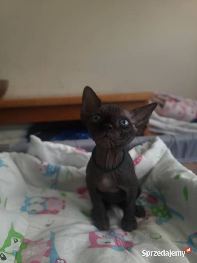 Kocięta Sfinks Kanadyjski rodowód FPL śląskie Częstochowa sprzedam