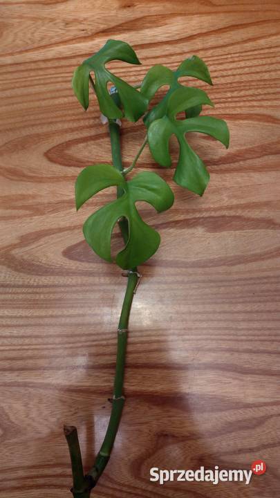 Monstera Minima Rhaphidophora tetrasperma zielony Warszawa