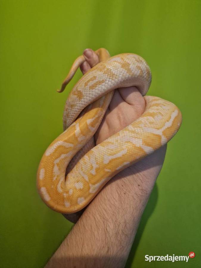 Pyton birmański pyton tygrysi samica Wrocław