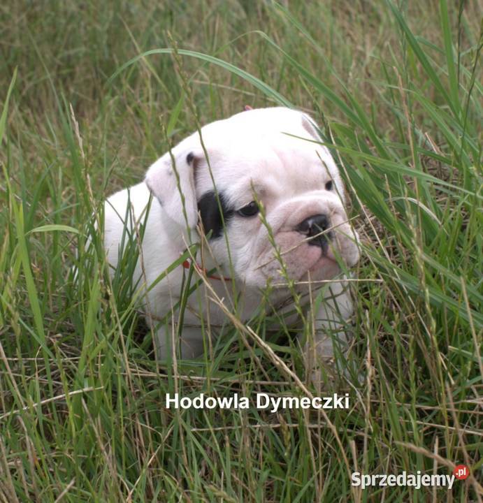 Buldog angielski samiec Buldog Przedecz