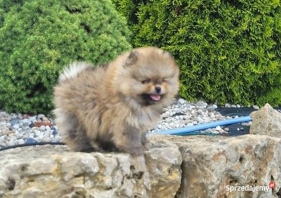 Szpic miniaturowy pomeraniansuczka ZKwP FCI