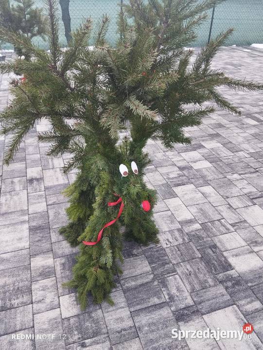 Renifer z jodły żywej pachnącej Duży wielkopolskie Zagórów