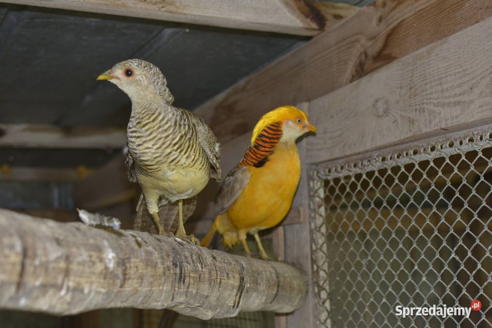 Bażanty złociste czerwone i bananowe koguty i Rzeszów sprzedam