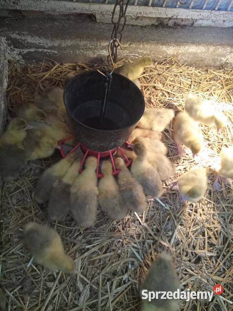 Sprzedam młode gęsi kołudzkie Ryki