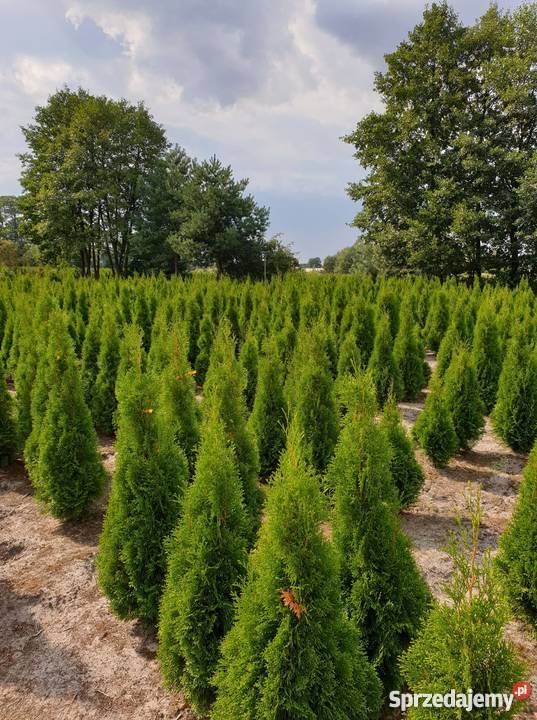Tuja Smaragd Szmaragd 120 PROMOCJA gruba gęsta Rydzyny