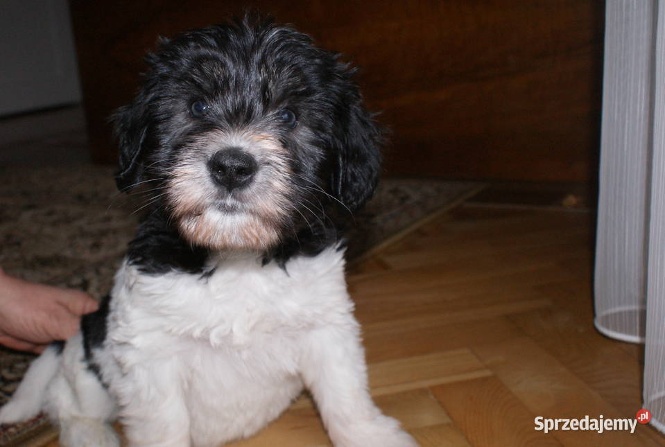 polski owczarek nizinny