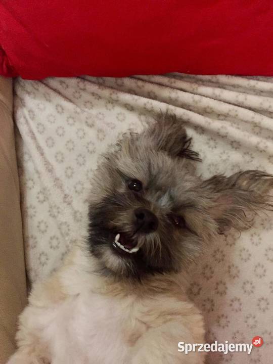 Sprzedam suczkę rasy shih tzu Niemcz