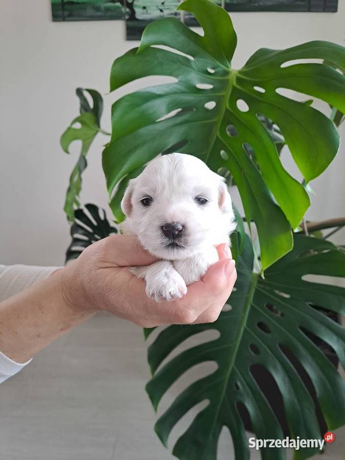 Śliczny Maltańczyk Poręba sprzedam