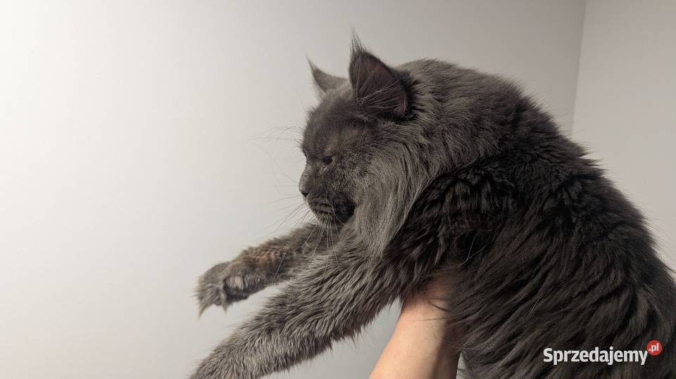 Reproduktor Maine Coon blue solid Zapraszamy Pszczyna