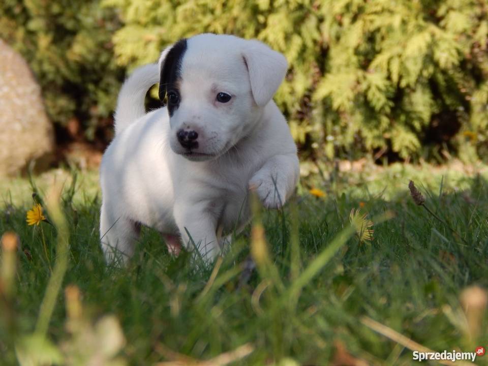 Szczenięta Jack Russell Terrier łódzkie Miedze