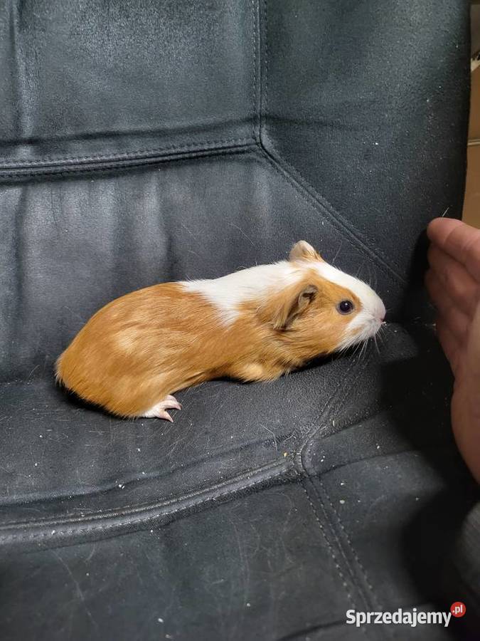 Świnki morskie dolnośląskie Wrocław