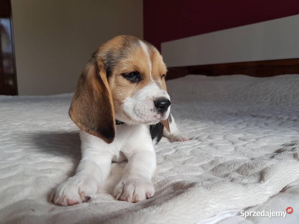 Piesek Beagle ZkwpFCI Championach DNA małopolskie Sułkowice