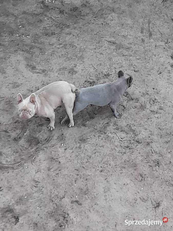 Buldog francuski reproduktor Augustów