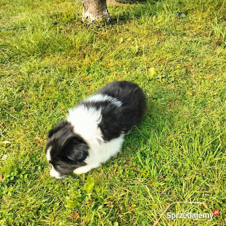 Border collie FCI dwie suczki Brzeg