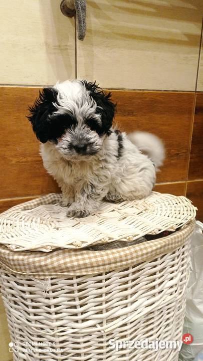 Krzyżowka Maltańczyk Ratlerek Maltańczyk lubelskie Hrubieszów sprzedam