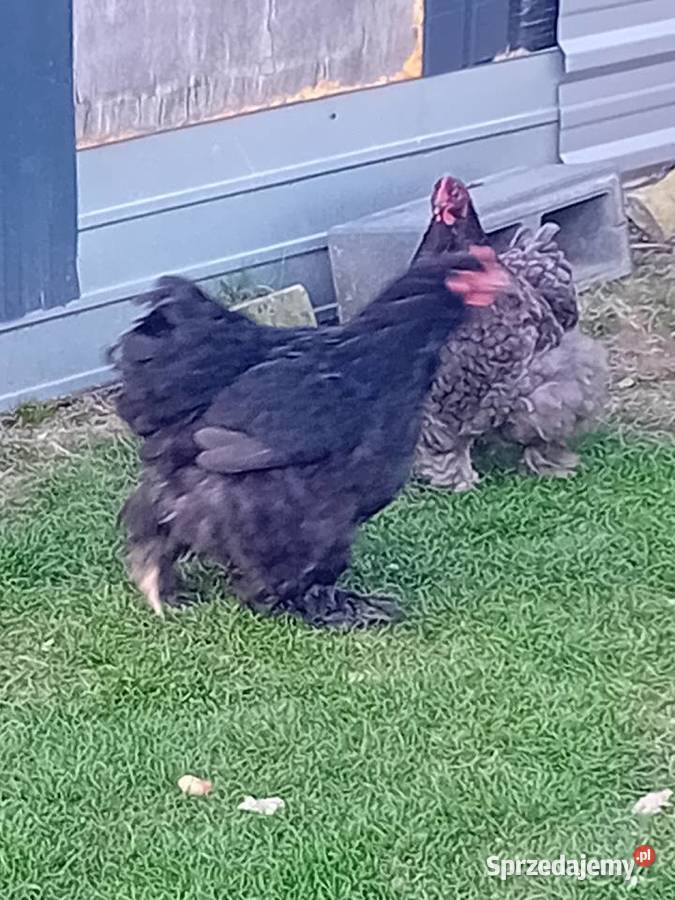 Jaja legowe kur kochiny olbrzymie mazowieckie Siedlce