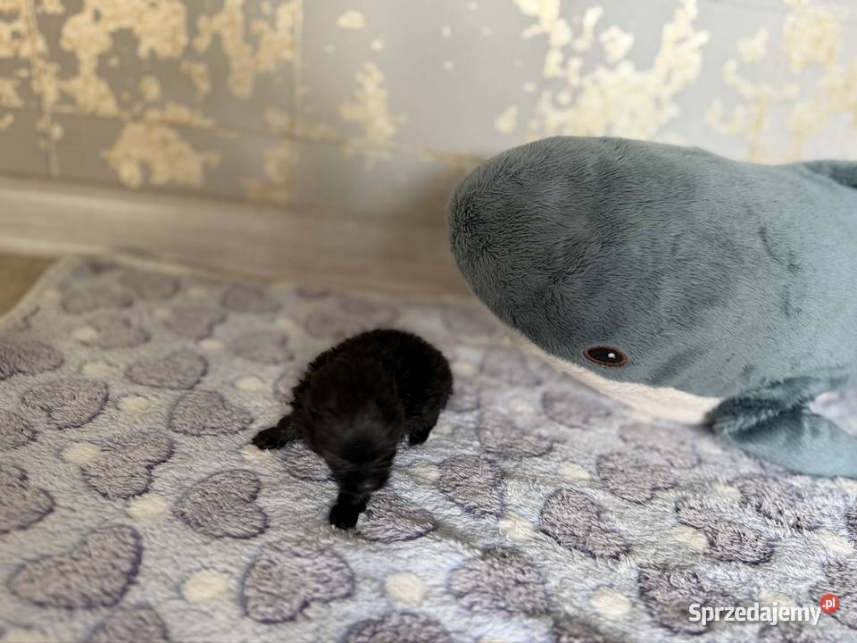 Szpic miniaturowy pomeranian chłopcy Poniszowice