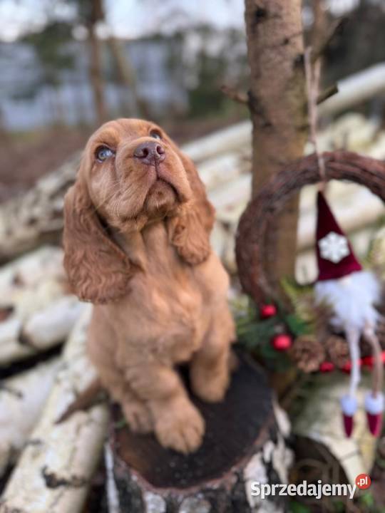 Wyjątkowy piesek Cocker Spaniel Angielski złoty Kielce