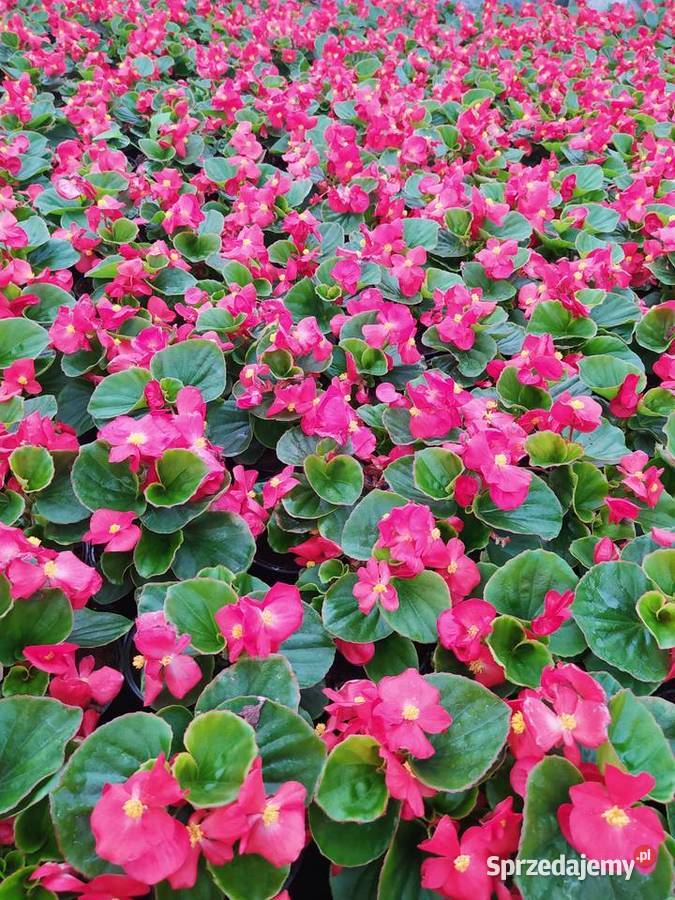 Pelargonie begonie surfinie i inne Krynice