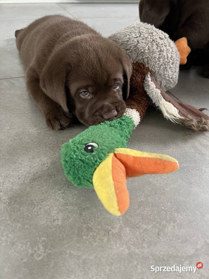 Czekoladowy szczeniak Labrador Retriever z Labrador Kraków sprzedam