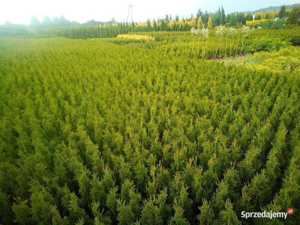 Tuja szmaragd tuje thuja smaragd szmaragdowa Rośliny Jasło