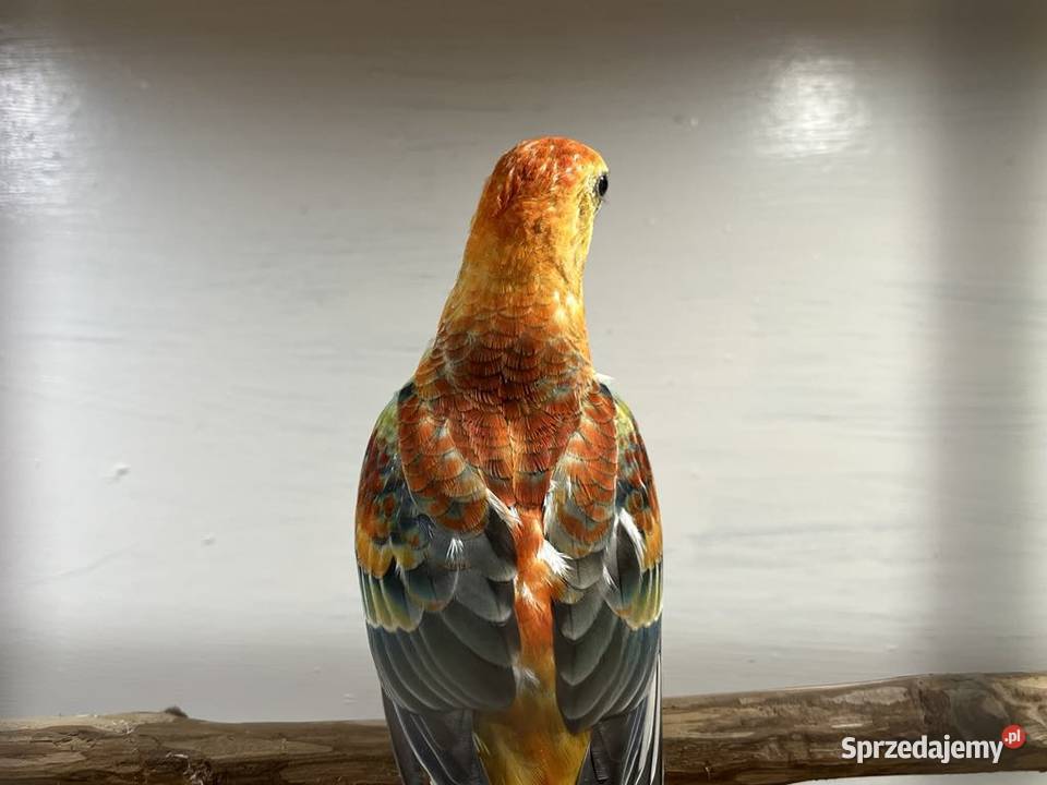 Papugi świergoty Łopoń