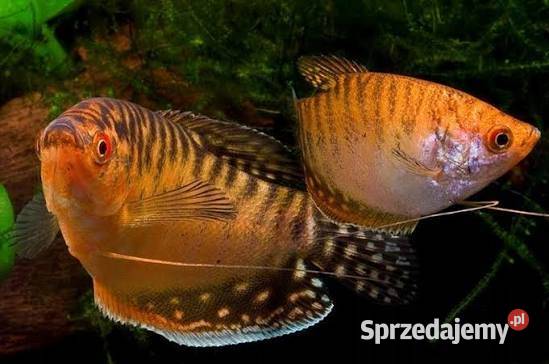 Rybki akwariowe Pińczów
