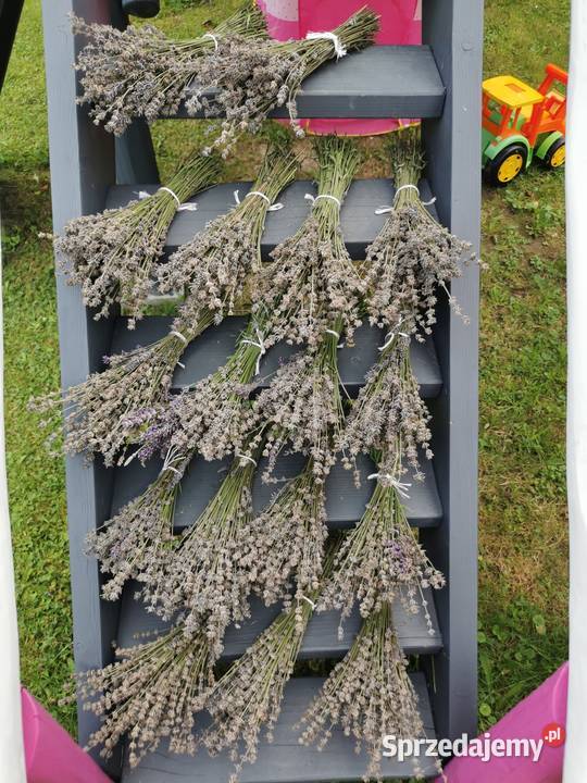 Lawenda ciętaekologiczna uprawa bukiety suszone
